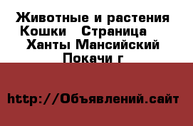 Животные и растения Кошки - Страница 3 . Ханты-Мансийский,Покачи г.